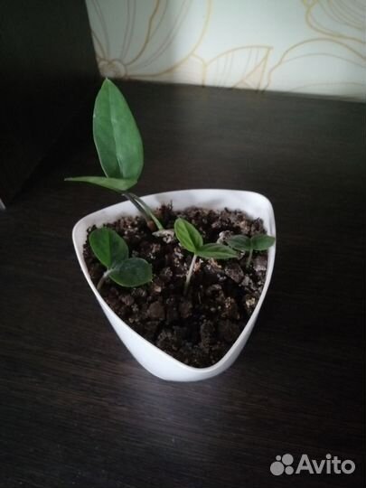 Замиокулькас