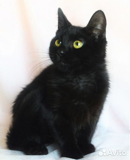 Блэкки ищет дом