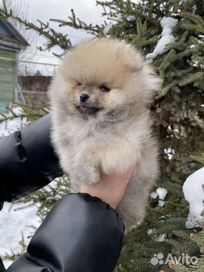 Померанский шпиц мини