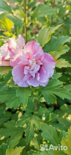 Гибискус древовидный