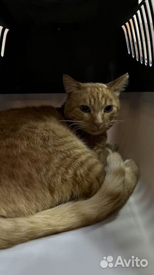 Рыжий кот Рон в добрые руки