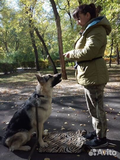 Кинолог дрессировка собак