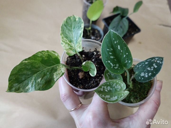 Сциндапсусы, эпипремнумы