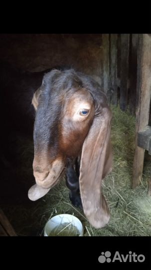 Козлёнок на племя