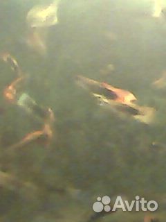 Аквариумные рыбки гуппи чернохвостики