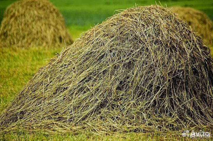 Отдам бесплатно сено