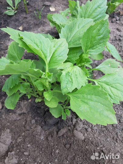 Космея, бархатцы, астры