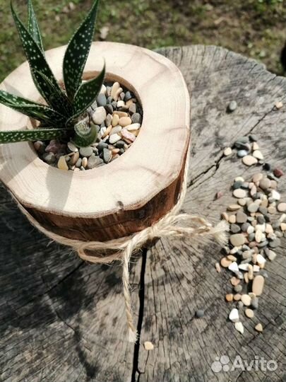 Мастер-класс Живой цветочек в деревянном кашпо