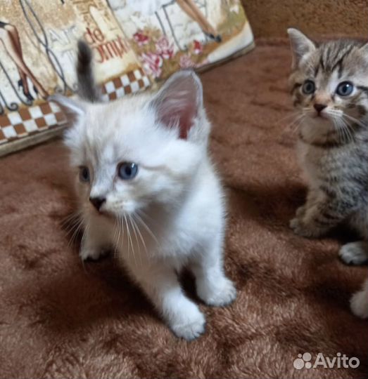 Шотландские котята