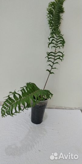 Редкий сортовой папоротник
