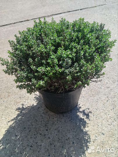 Лаванда, розмарин, тимьян и другие растения