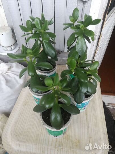 Толстянка, денежное дерево