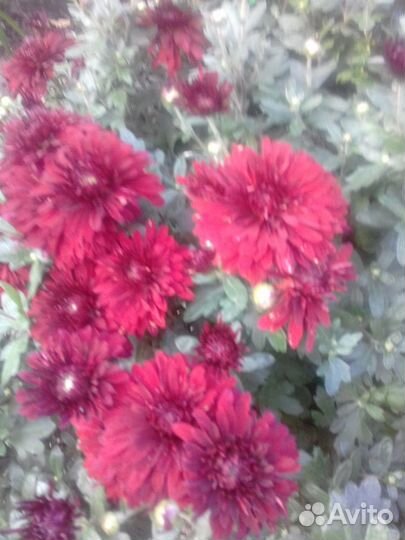 Цветы дубки