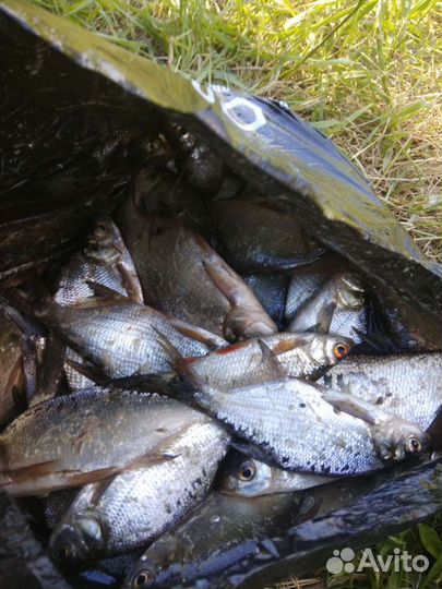 Платная рыбалка