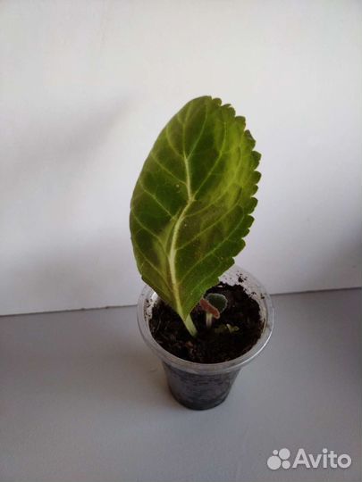 Глоксиния махровая сортовая