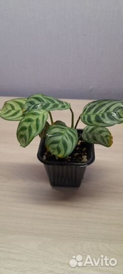 Калатея Бурле Макси калатея Амагрис
