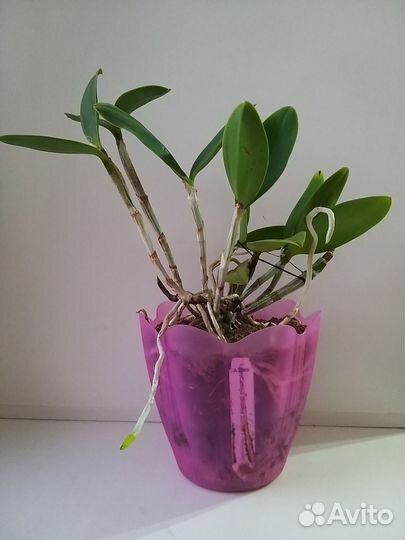 Cattleya 