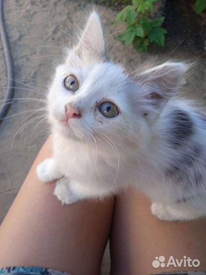 Котята бесплатно