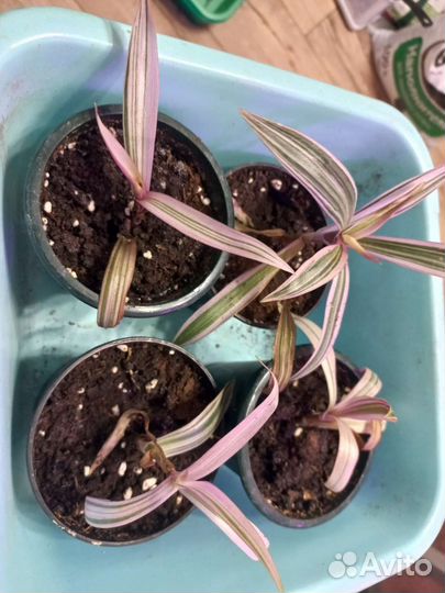 Традесканция