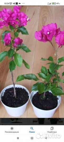Растение комнатное Бугивилия