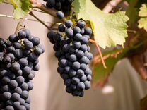 Виноград технический винный