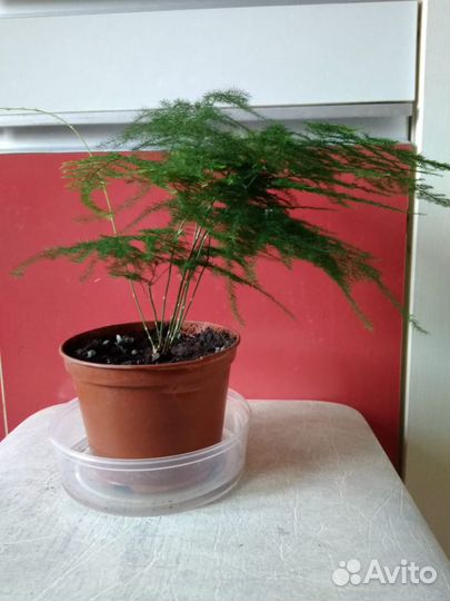 Аспарагус перистый