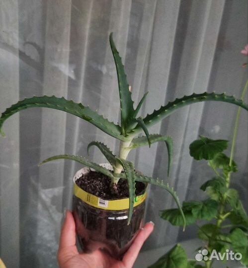 Алоэ древовидный 2 и 3 года
