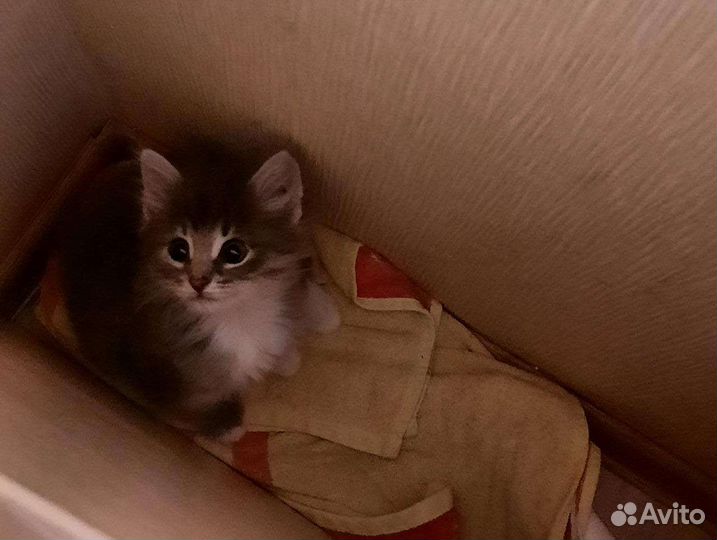 Котенок мальчик бесплатно