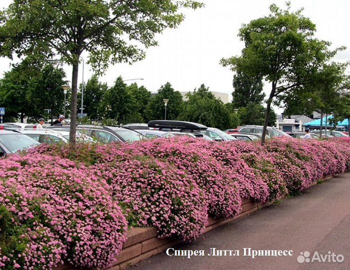Спирея в ассортименте