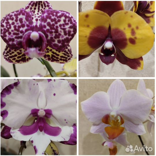 Орхидея фаленопсис