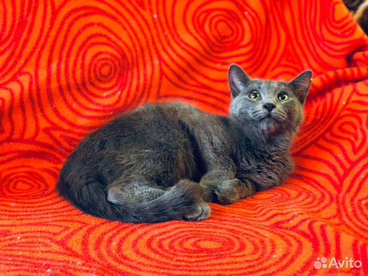 Кот-подросток