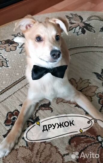 Собака в добрые руки