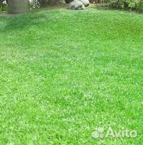 Укладка газона