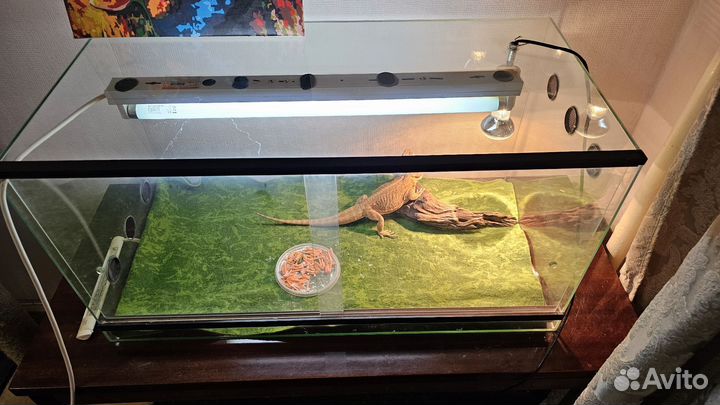 Бородатая агама с террариумом