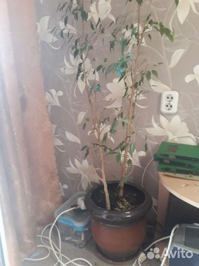 Комнатные цветы