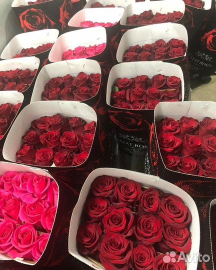 Розы оптом от 15шт. 25,51,101 роза оптом. Кемерово