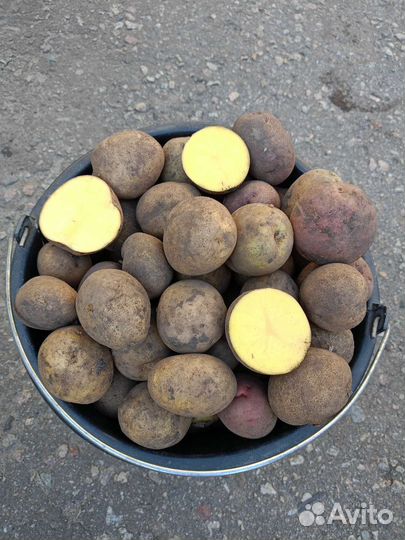 Картофель