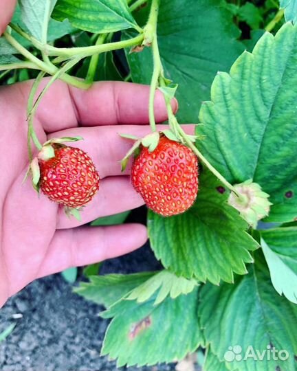 Рассада саженцы Клубники (бронь на осень )