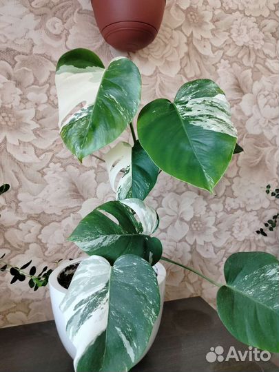 Монстера вариегатная альба