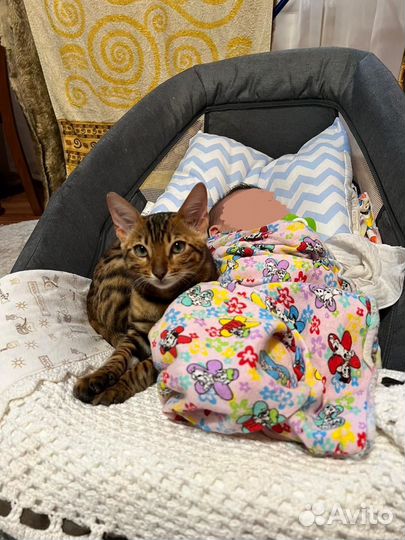 Бенгальский кот