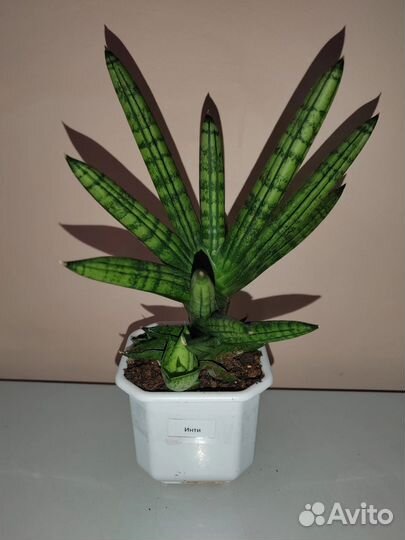 Сансевиерия Инти