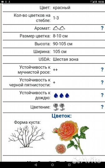 Роза Эл ди Брэйтуэйт