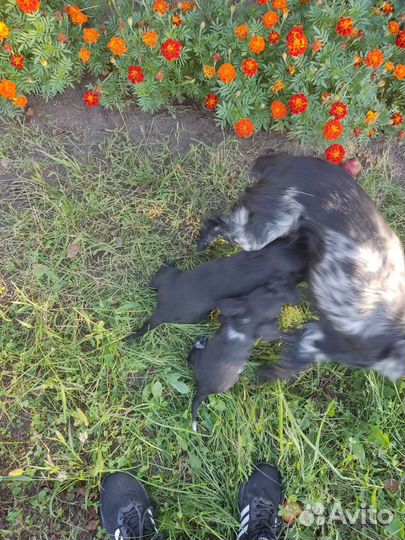 Щенки Русского охотничего спаниеля