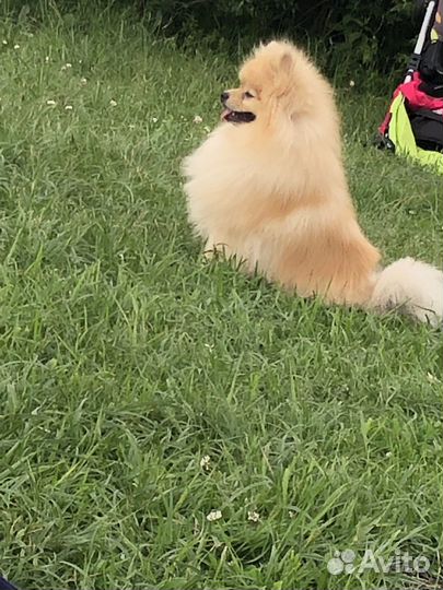 Померанский шпиц вязка кобель