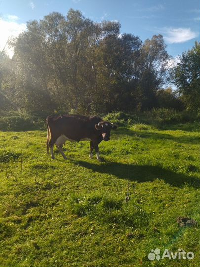 2 молочные коровы