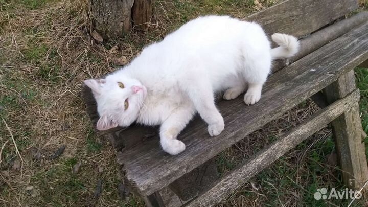 Кошки в добрые руки, разные