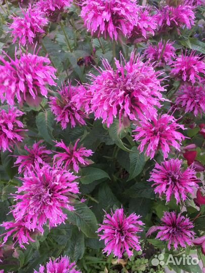 Многолетние садовые растения