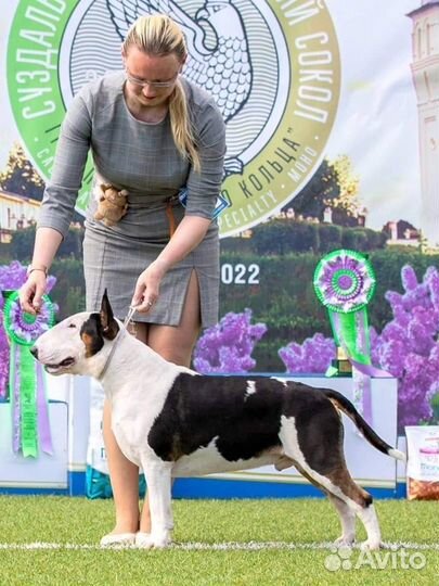 Стандартный бультерьер вязка