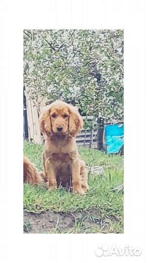 Собаки кокер спаниель