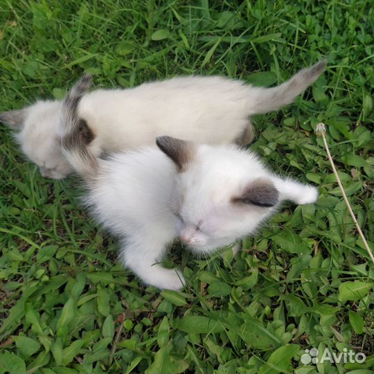Миленькие кошечки